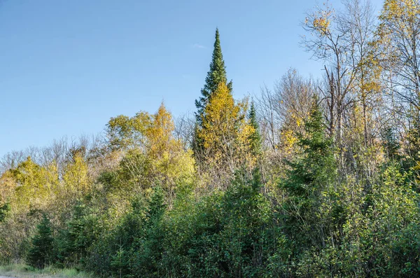 Fall Färgglada Träd Algonquin Park Ontario Kanada — Stockfoto