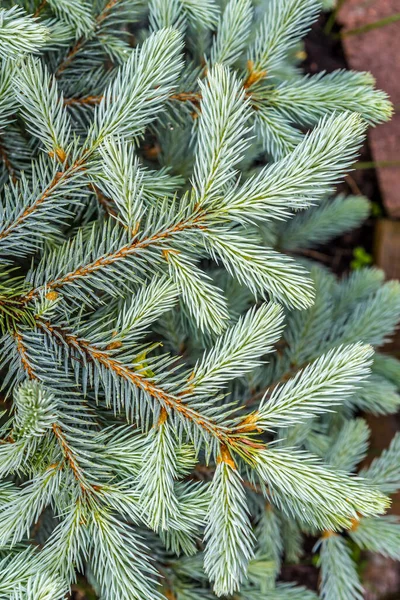 Verse Groene Sparren Tak Datk Achtergrond — Stockfoto