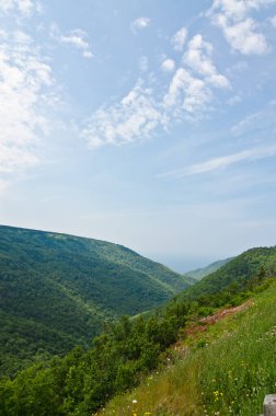 Cape Breton Highlands Ulusal Parkı 'ndaki Spruce Ormanı