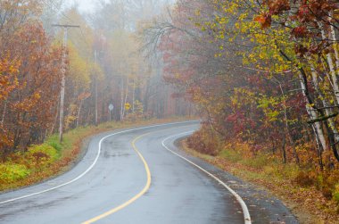Sonbahar zamanı, Quebec, Kanada 'da orman yolunda sis vardı.