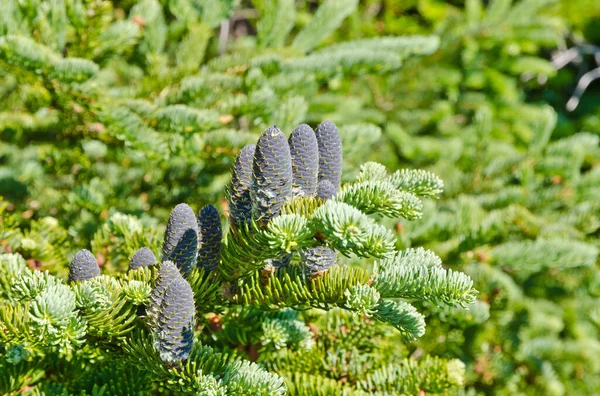 Sparren Sparren Zonnige Dag Newfoundland — Stockfoto