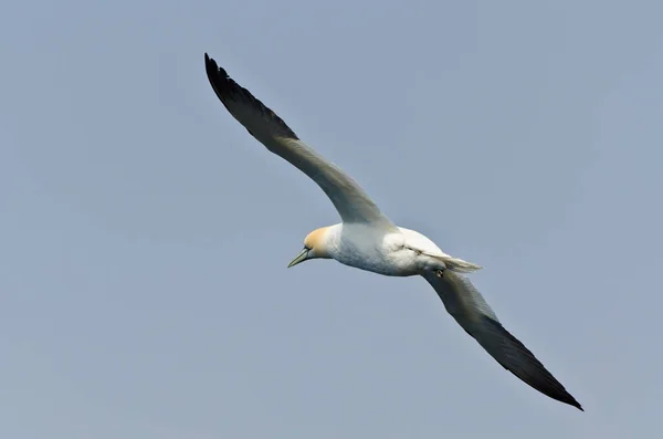 Severní Gannet Letu Pod Oblohou — Stock fotografie