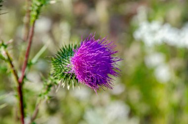 Mor arctium laappa yeşil çimen arka planda