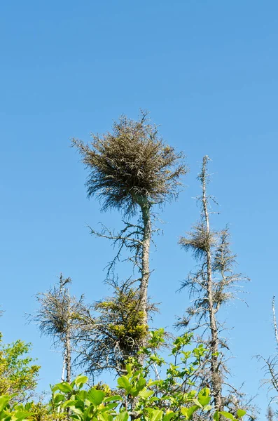 Droge Sparren Bos Het Gros Morne National Park — Stockfoto