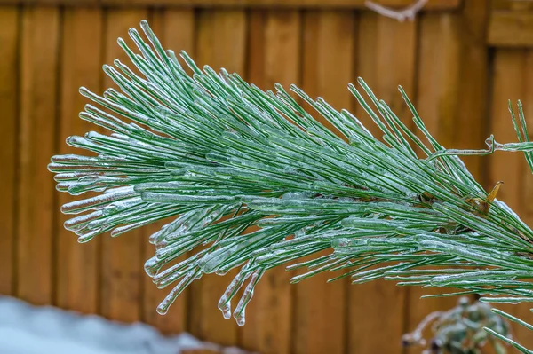 Zweige Von Baum Nach Gefrierendem Regen Eis Gehüllt — Stockfoto