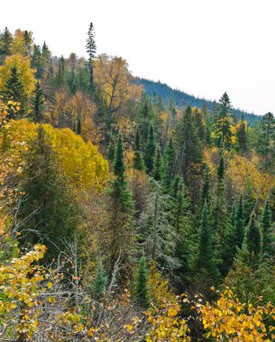 Sonbahar, Superior Gölü yakınlarındaki parkta renkli ağaçlar. Ontario, Kanada