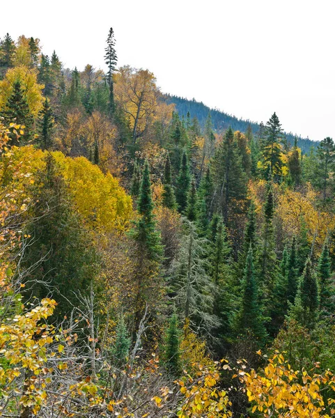 Sonbahar Superior Gölü Yakınlarındaki Parkta Renkli Ağaçlar Ontario Kanada — Stok fotoğraf