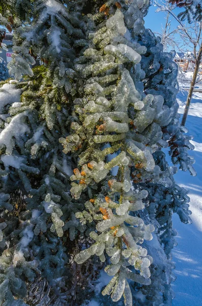 Twigs Tree Encased Ice Freezing Rain Storm — Stock Photo, Image
