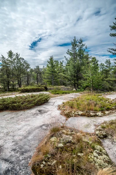 Grundy Lake Park Yakınlarındaki Kayalıklarda Bir Orman Kanada — Stok fotoğraf