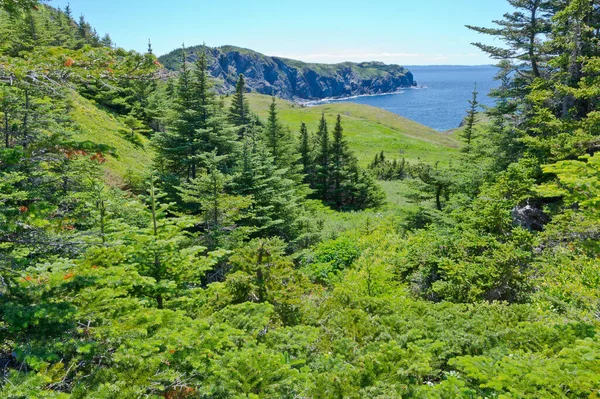 Épinettes Sapins Sous Soleil Terre Neuve — Photo