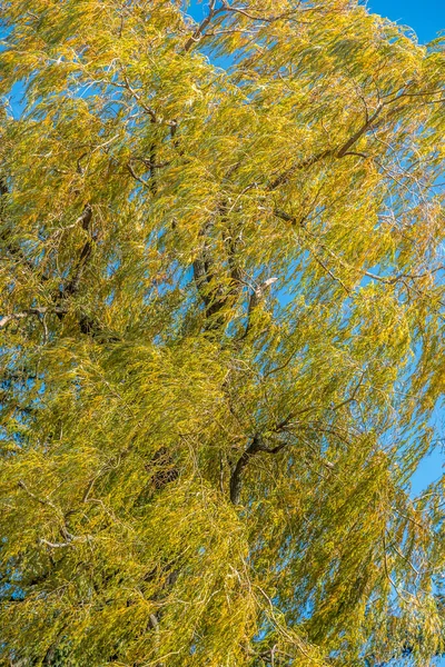 Bäume Herbst Richmond Hill Kanada — Stockfoto