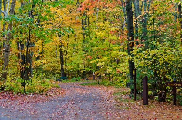 Colorful Trees Killarney Park Fall Time Canada — Stock Photo, Image