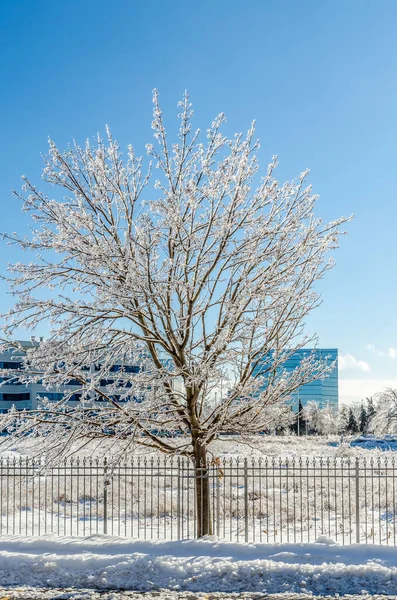 Trees Streets Canadian Town Freezing Rain Storm — Stock Photo, Image