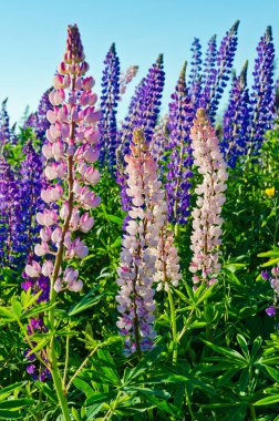 Mor ve pembe lupinler Newfoundland 'da arka ışıklandırmada yabani çiçekler