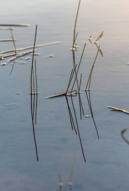 Yaz mevsiminde orman gölünde su bitkileri. Grundy Lake Parkı. Kanada