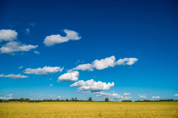Campo Trigo Céu Azul Com Nuvens Muskoka Canadá — Fotografia de Stock