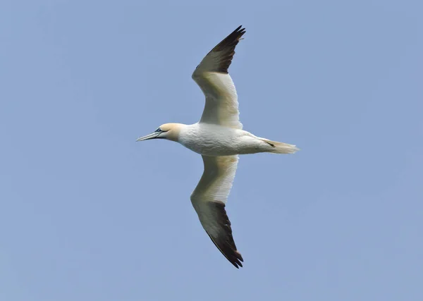 Gannet Settentrionale Volo Sotto Cielo — Foto Stock