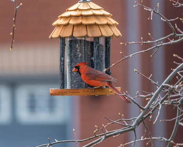 Bird Feeder Spring Male Northern Cardinal — Stock Photo, Image