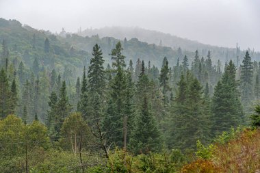 Superior Gölü, Kanada yakınlarındaki orman tepelerinde yoğun sis var.