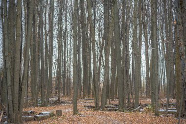 Kışın ormanda yerde kar var.