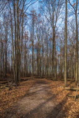 Kışın yapraklar yerde, ormanda.