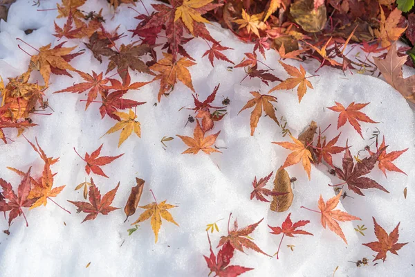 Kırmızı Akçaağaç Beyaz Kar Üzerinde Yapraklar — Stok fotoğraf