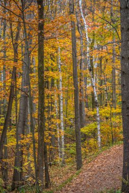 Toronto, Kanada yakınlarında sonbaharda park