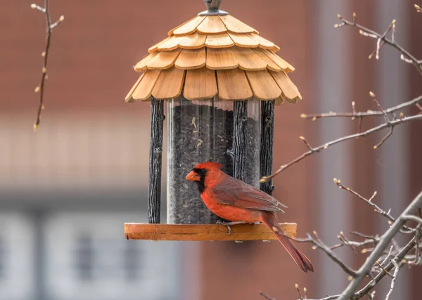 Vogelfutterstelle Frühjahr Mit Männlichem Nördlichen Kardinal — Stockfoto