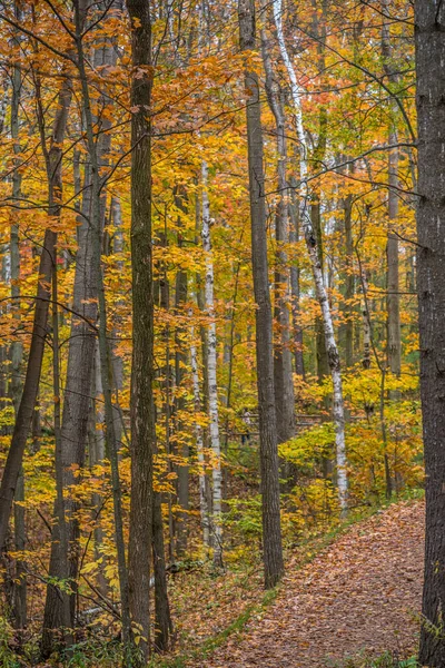 Toronto, Kanada yakınlarında sonbaharda park