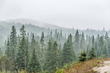 Superior Gölü, Kanada yakınlarındaki orman tepelerinde yoğun sis var.
