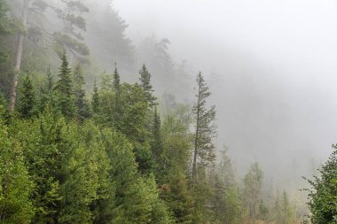 Superior Gölü, Kanada yakınlarındaki orman tepelerinde yoğun sis var.