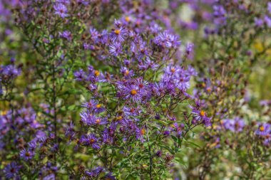 Mor yabani çiçekler. New England Aster. Symphyotrichum Novae-Angliae. Aster Novae-Angliae.