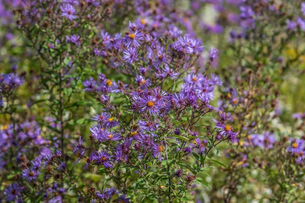 紫色の野生の花 ニューイングランド アスター Symphytrichum Novae Angliae アスター Novae Angliae ストック画像
