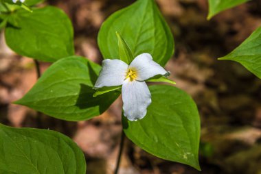 Beyaz Trillium Ontario ormanında baharda çiçek açıyor.