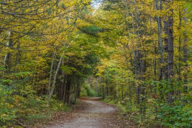 Toronto, Kanada 'da sonbahar zamanı