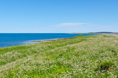 Gros Morne Ulusal Parkı 'ndaki Spruce Ormanı