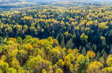 Algonquin parkındaki sonbahar ağaçları. Ontario, Kanada