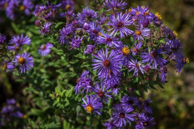 Purple wild flowers. New England Aster. Symphyotrichum Novae-Angliae. Aster Novae-Angliae. clipart