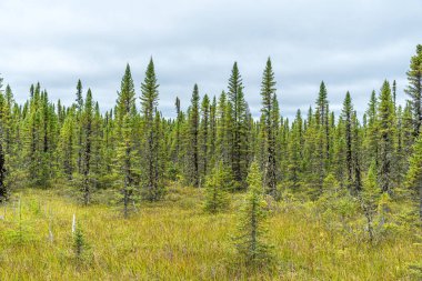 Kuzey Ontario 'da ormanlı bir manzara. Kanada.