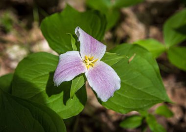 Beyaz Trillium Ontario ormanında baharda çiçek açıyor.