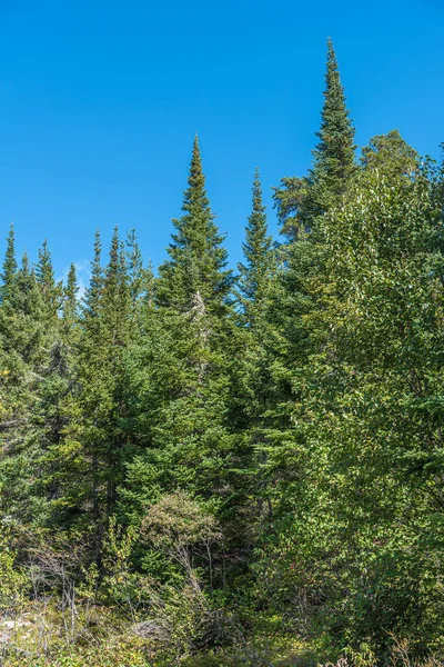 Paysage Avec Forêt Dans Nord Ontario Canada — Photo