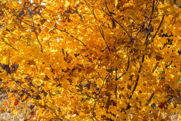 秋天加拿大里士满山上的树木 — 图库照片