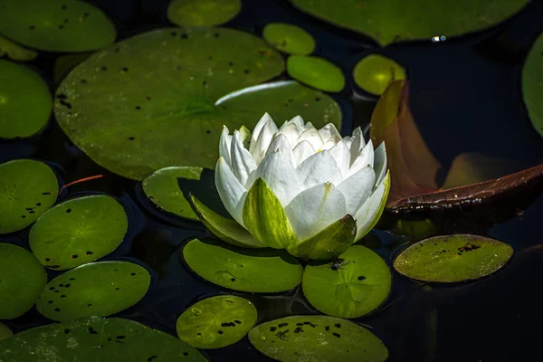 Nymphaea Alba Nymphes Blanches Grundy Lake Canada — Photo