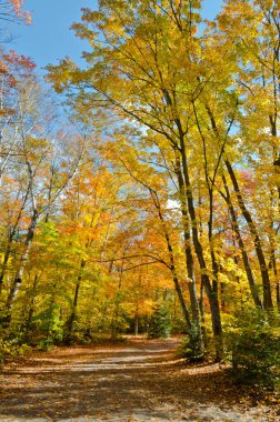 Parkta renkli ağaçlar var. Ontario, Kanada