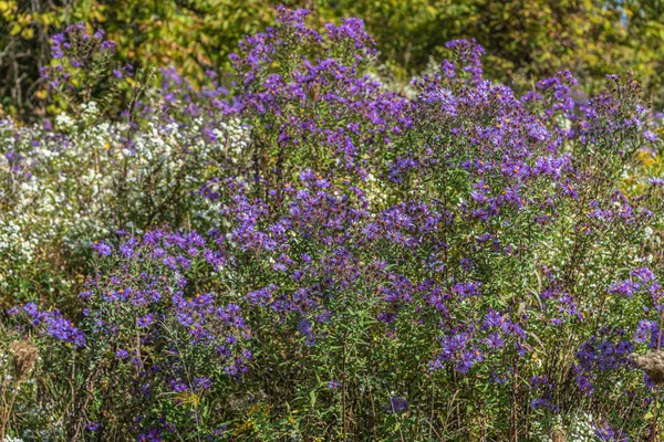 Purple Wild Flowers New England Aster Symphyotrichum Novae Angliae Aster — Stock Photo, Image