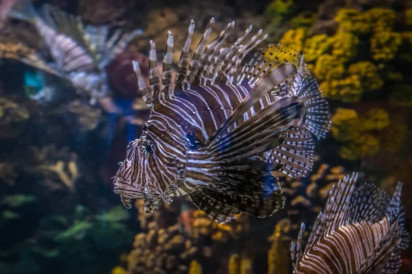 Közönséges Oroszlánhal Pterois Mérföld Víz Alatt — Stock Fotó