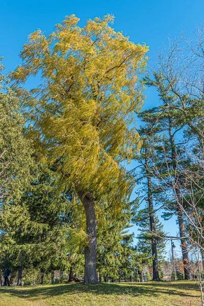 Bomen Herfst Richmond Hill Canada — Stockfoto