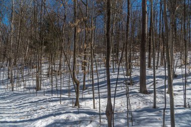 Ağaçlar ve kar ormandaki güneşli kış gününde