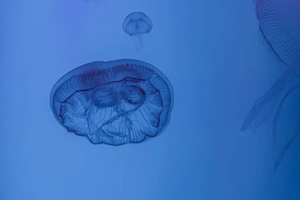 Медузы Голубом Фоне — стоковое фото