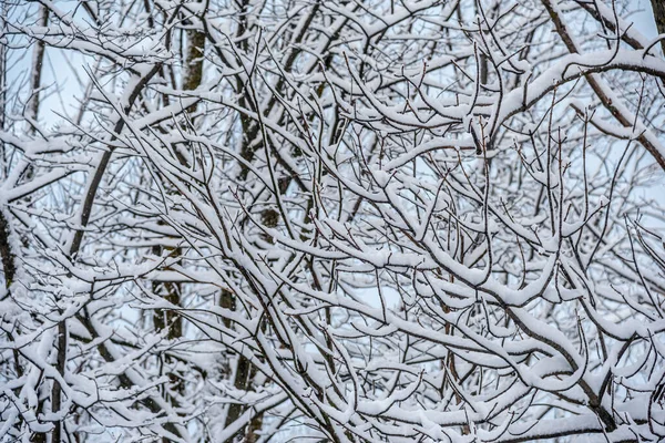 カナダのオンタリオ州中央部にある冬の雪の森 — ストック写真